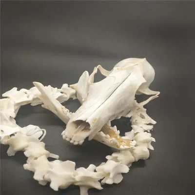 Изображения черепов животных для скачивания