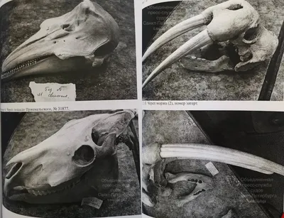 Фотографии черепов животных в формате JPG