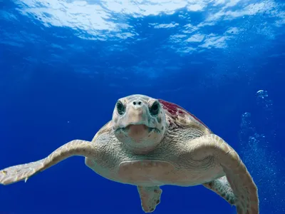Серая и зеленая черепаха плывет по воде · Бесплатные стоковые фото