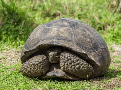Большая мягкотелая черепаха • Анна Новиковская • Научная картинка дня на  «Элементах» • Герпетология