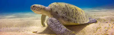 Когда-то в Европе обитали гигантские черепахи - BBC News Русская служба