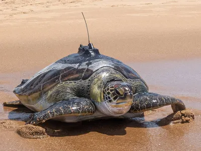 Морская черепаха в фото тропического Seashore подводном Милая зеленая  черепаха под водой Стоковое Фото - изображение насчитывающей миролюбивый,  естественно: 109347294