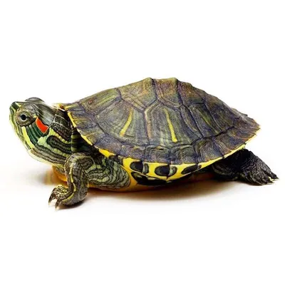 Красивая Гавайская Зеленая Морская Черепаха — стоковые фотографии и другие  картинки Зелёная черепаха - Зелёная черепаха, Морские черепахи, Гавайские  острова - iStock