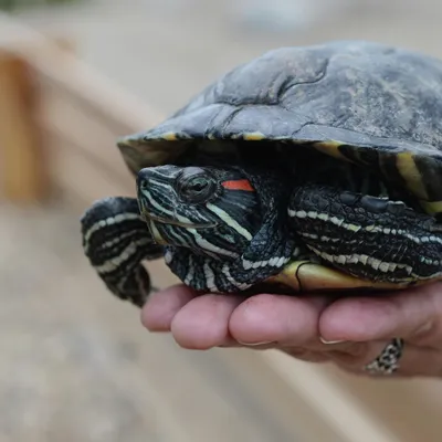 Морские черепахи под угрозой | ShareAmerica