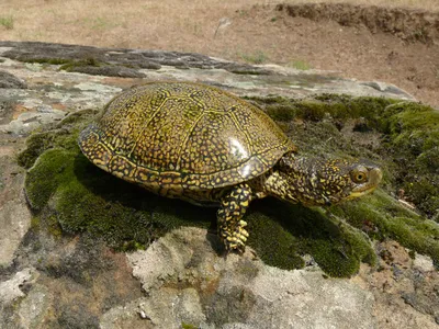 Черепаха в дикой природе в Турции Стоковое Фото - изображение насчитывающей  напольно, немного: 167799836