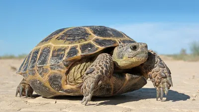 Рассказ о жизни Морских черепах. | Мир животных. | Дзен