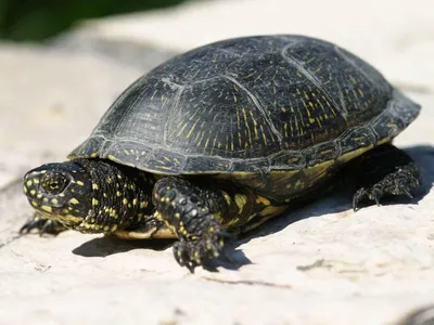 Коричневая черепаха под водой · Бесплатные стоковые фото