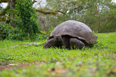 черепаха, природа стоковое видео, кадры без лицензионных отчислений, покажи  мне фото каймановой черепахи фон картинки и Фото для бесплатной загрузки