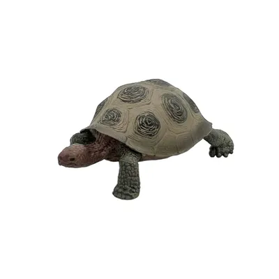 Красноухая черепаха • Виктория Шляховая • Научная картинка дня на  «Элементах» • Зоология