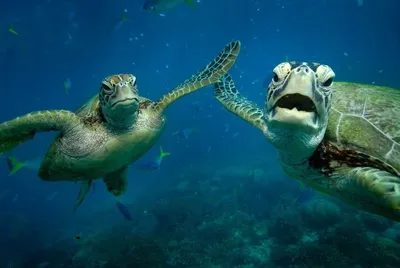 Морская черепаха красный коралловый риф красивый океанский мир фон, океан,  морская черепаха, животное фон картинки и Фото для бесплатной загрузки