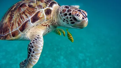 Морские черепахи Канкуна - Путешествуй всегда!