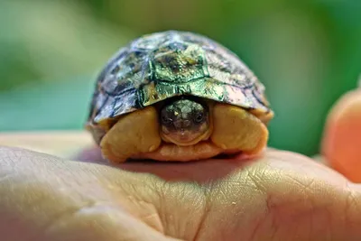 В Московском зоопарке впервые появилась на свет редчайшая лучистая черепаха  / Новости города / Сайт Москвы