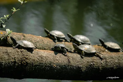 Черная черепаха в макросъемке · Бесплатные стоковые фото