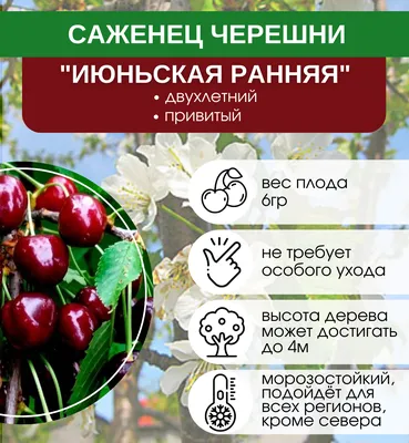 Купить саженцы Черешня Свит Валентайн (Sweet Valentine) в питомнике. Для  сорта Черешня Свит Валентайн (Sweet Valentine) есть описание, фото, цены и  отзывы садоводов.