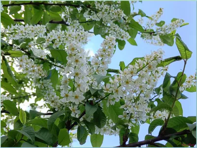 Черемуха Маака ✓ купить саженцы в питомнике в Москве, Туле, Белгороде