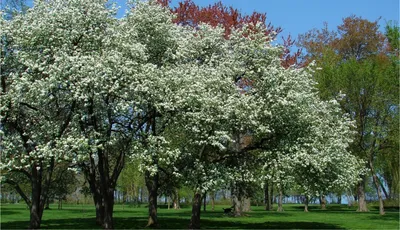 Черёмуха виргинская (Padus virginiana) | Ракита. Питомник растений