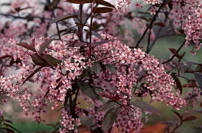 Черёмуха виргинская (Padus virginiana) | Ракита. Питомник растений