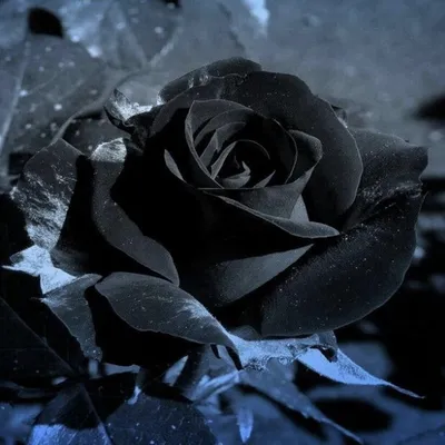 Черная роза картинки - 74 фото