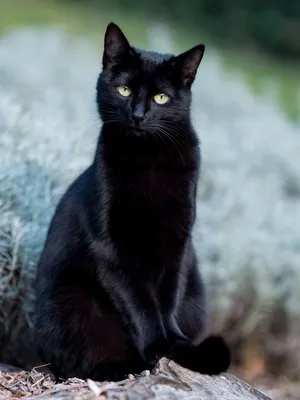 Грациозная черная кошка | Black cats rock, Black cat appreciation day, Cats