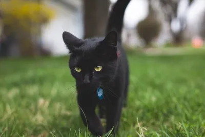 черная кошка с желтыми глазами в лесу, черная кошка вид спереди, Hd  фотография фото, кошка фон картинки и Фото для бесплатной загрузки