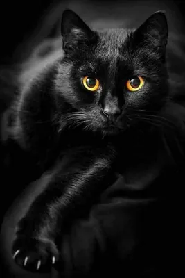 портрет животных. чёрная кошка с желтыми глазами на черном фоне. красивая  стильная чёрная кошка. чёрный кот Стоковое Изображение - изображение  насчитывающей лежать, хэллоуин: 232565027