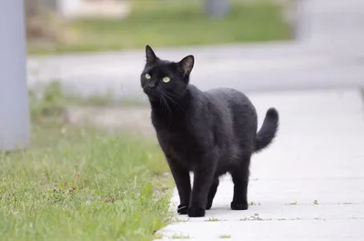 Черная кошка перешла дорожку. Почему популярная примета – ложь