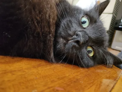 Чёрная кошка с желтыми глазами, фото котов и кошек, фотобанк