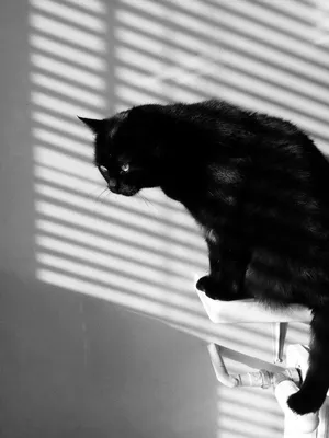 Черная кошка джунгли , красиво, …» — создано в Шедевруме