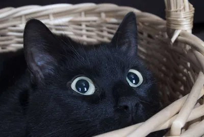 Ответ на пост «Черная кошка» | Пикабу
