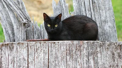 Чёрная Кошка — стоковые фотографии и другие картинки Без людей - Без людей,  Горизонтальный, Домашние животные - iStock