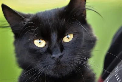 Красота. Чёрная кошка.. Фотограф Maria V. Gorskaya