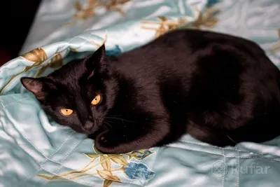 пожилая чёрная кошка лежит на диване Стоковое Изображение - изображение  насчитывающей дом, ангстрома: 225645171