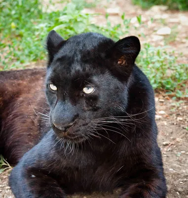 Черная Panther — стоковые фотографии и другие картинки Чёрная пантера - Чёрная  пантера, Леопард, Чёрный цвет - iStock