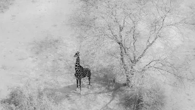 Черно белые рисунки новогодние - 32 фото