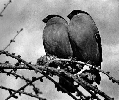 Черно белые картинки птицы фото