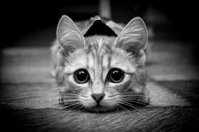 Черно белые картинки котиков - 67 фото