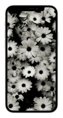 Чёрно-белые фото Любовь, прекрасные мгновения