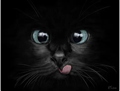 Черный кот картинки красивые - 67 фото