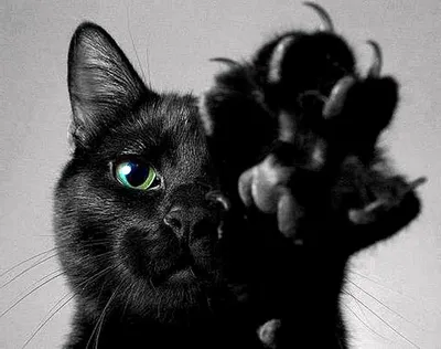 Черный кот картинки красивые - 67 фото