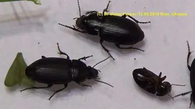 Who are Strange and Funny Black Beetles on Asphalt in a Big City? Kyiv,  Ukraine. 11.05.2019. - YouTube