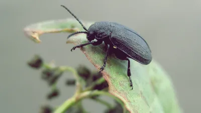 Как вывести черных жуков в доме: эффективные средства | Life