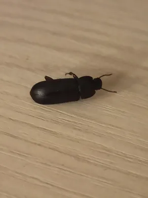 Черные жуки в доме фото фотографии