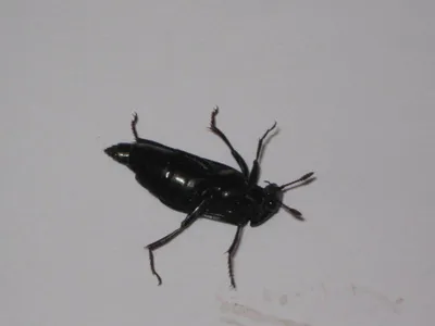Черные жуки на даче - 67 фото