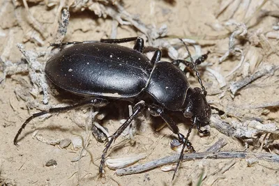 Черные жуки, похожие на тараканов: как с ними бороться и какие средства  использовать