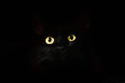 Black cat. Чёрный кот. PNG. em 2023 | Gatinhos, Animais, Tatuagem de gato