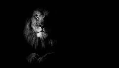 Чёрный лев. чёрная шерсть. царь …» — создано в Шедевруме