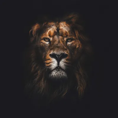 Красивый Лев черный - красивые фото