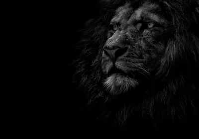 Черный Лев черно-белое животное фото портрет декоративная живопись  украшение для гостиной домашний декор холст живопись | AliExpress