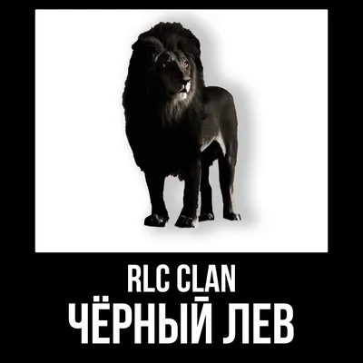 Черный лев - Франшиза уникальных спортивных клубов с собственным брендом  одежды