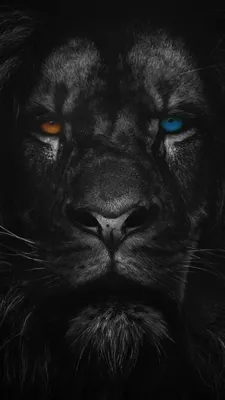 Черный лев картинки - 72 фото